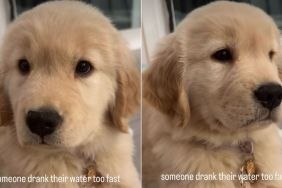 Golden Retriever Puppy's Hiccups Melts Hearts Online