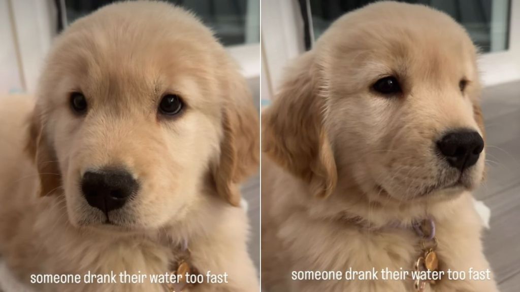 Golden Retriever Puppy's Hiccups Melts Hearts Online