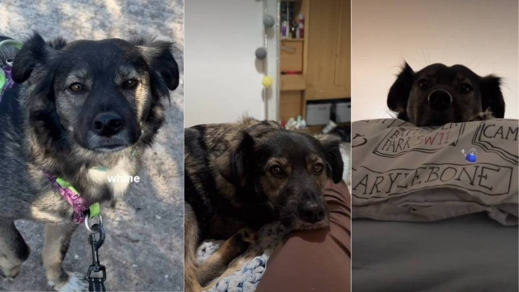 Video: Owner Reveals Rescue Dog’s Cute ‘Favorite Activity'