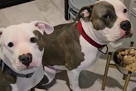 Video: Dogs Can Barely Wait for Owner to Finish Praying Before Dinner