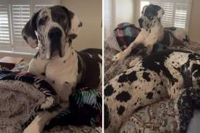 Great Danes Present Unique Challenges for Owner Making the Bed