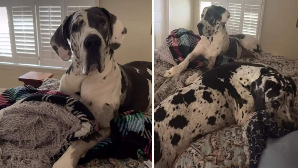 Great Danes Present Unique Challenges for Owner Making the Bed
