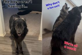 Dogs Overreact When Mom Says She'll Date