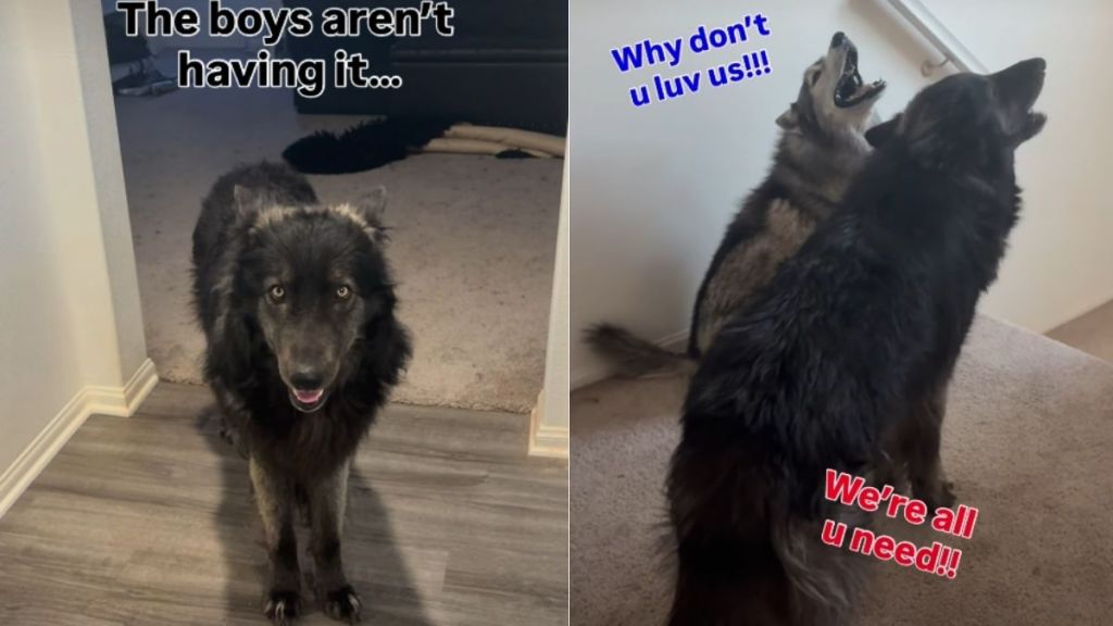Dogs Overreact When Mom Says She'll Date