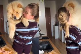 Video: Chow Chow Adorably Reacts to Mom Taking Out Chicken
