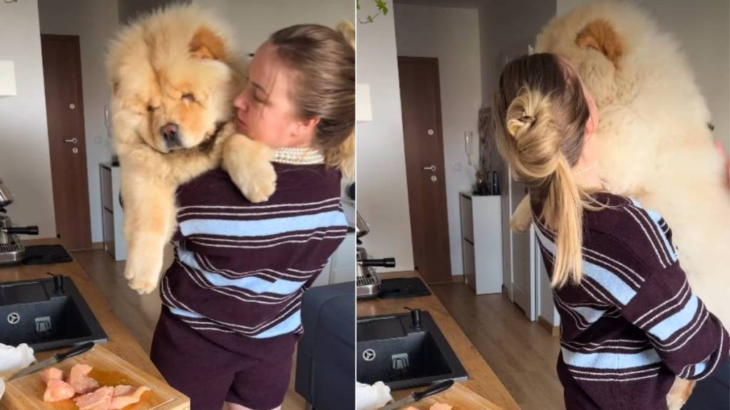 Video: Chow Chow Adorably Reacts to Mom Taking Out Chicken