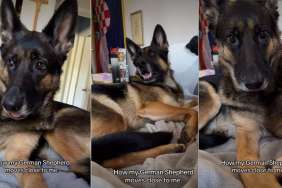 This Dog Has to Get Closer Every Time Owner Makes This Gesture