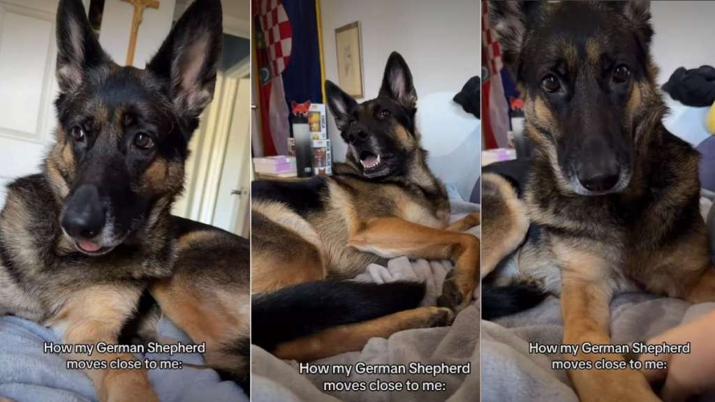 This Dog Has to Get Closer Every Time Owner Makes This Gesture