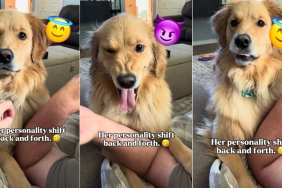 Golden Retriever Flips From Sassy to Sweet in Seconds Based on Her Owner