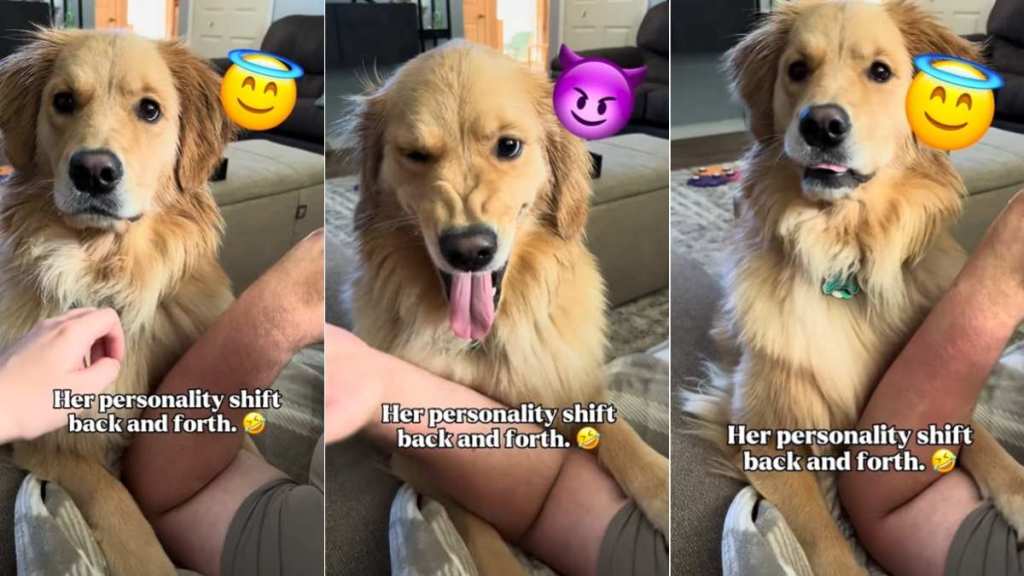 Golden Retriever Flips From Sassy to Sweet in Seconds Based on Her Owner