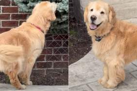 Golden Retriever Carefully Investigates a Bush for Hidden Object