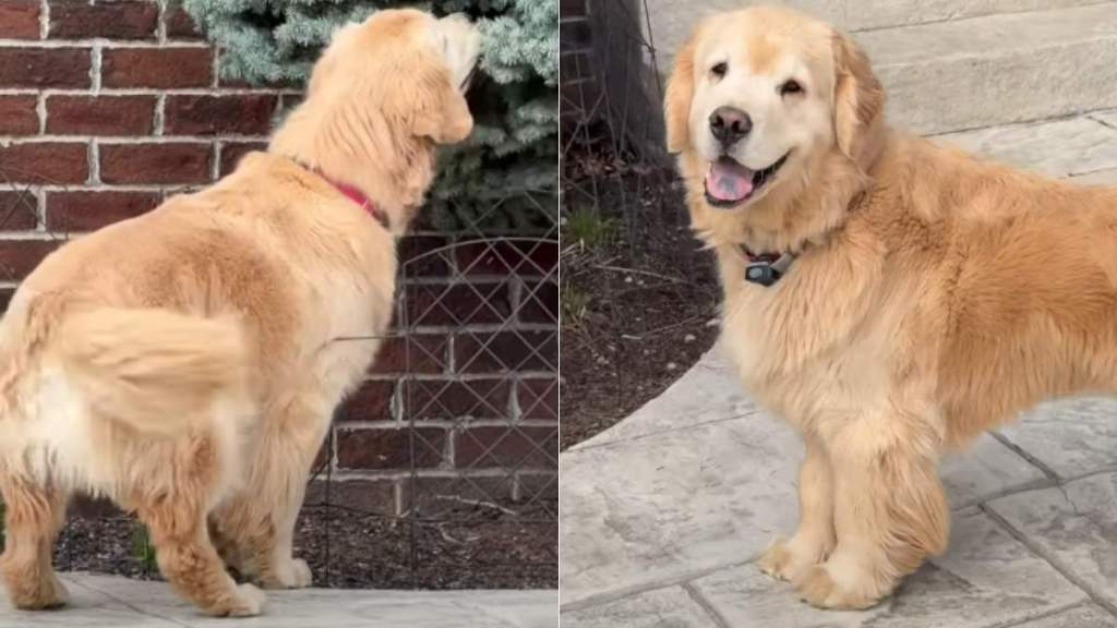 Golden Retriever Carefully Investigates a Bush for Hidden Object