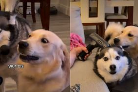 Golden Retriever & Husky Have Polar Opposite Reactions to Massage Gun