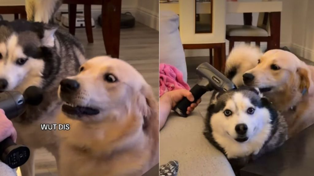 Golden Retriever & Husky Have Polar Opposite Reactions to Massage Gun