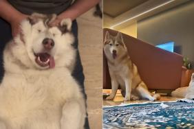 Video: Dog Gets This Treatment After a Tough Day