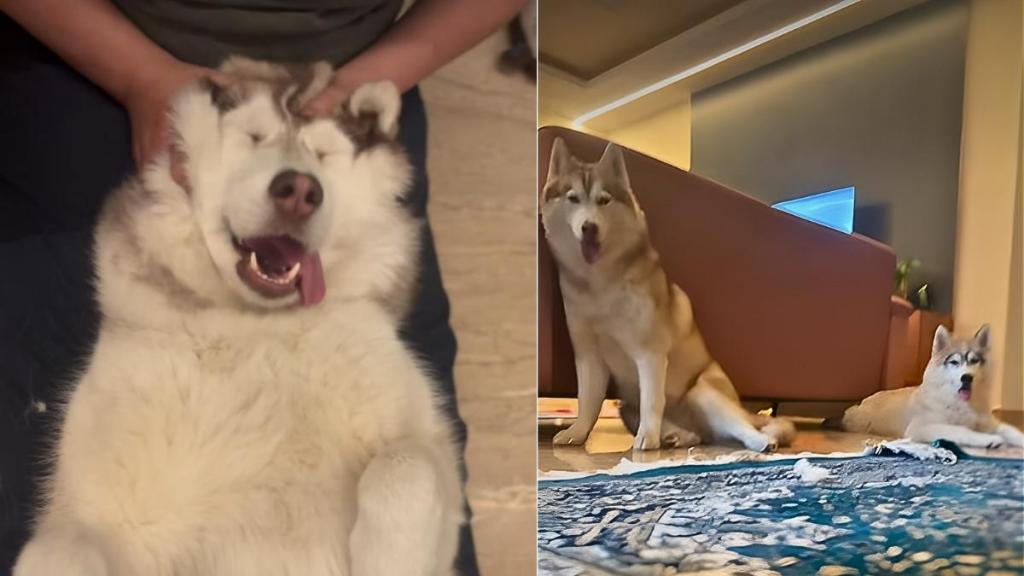 Video: Dog Gets This Treatment After a Tough Day