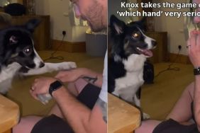 Dog Is Serious About Playing 'Which One?' With Owner
