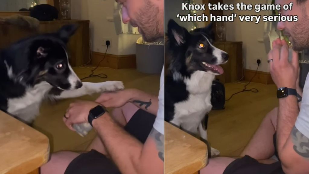 Dog Is Serious About Playing 'Which One?' With Owner