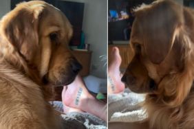 Video: Dog Is Unimpressed After Furry Brother Steals His Ball