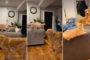 Golden Retriever Accidentally 'Rage Baits' the Cat in Hilarious Video