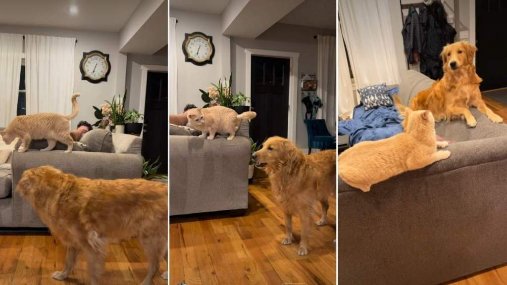 Golden Retriever Accidentally 'Rage Baits' the Cat in Hilarious Video