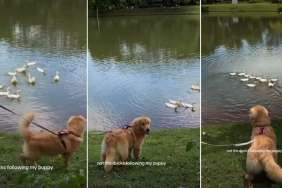 Golden Retriever Charms Ducks at the Lake Effortlessly