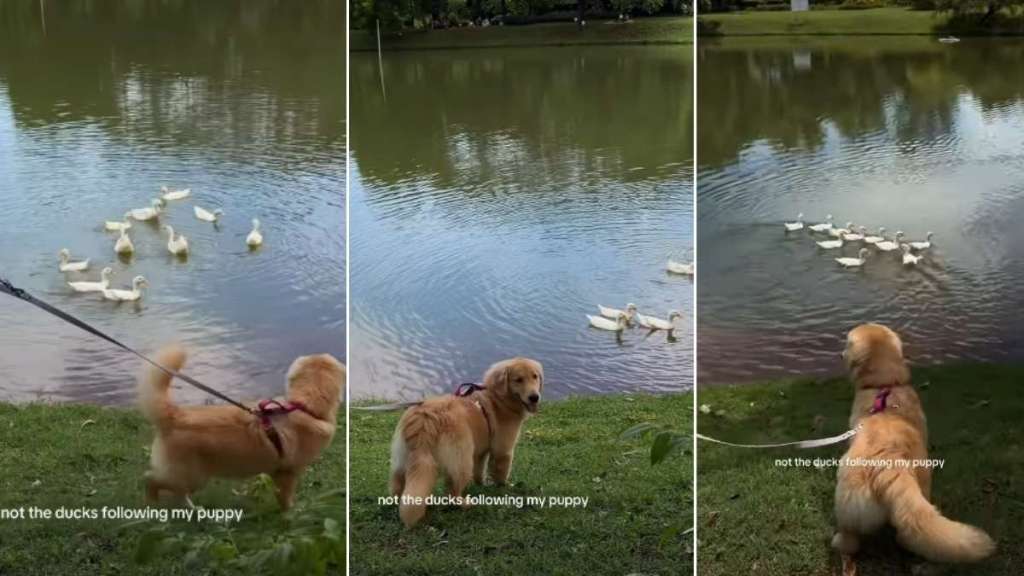 Golden Retriever Charms Ducks at the Lake Effortlessly