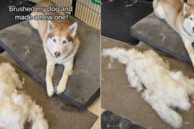 Dog Was Brushed & the Amount of Fur He Shed Surprised the Internet