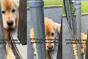 If This Golden Retriever Wants To Escape, a Backyard Can’t Change That