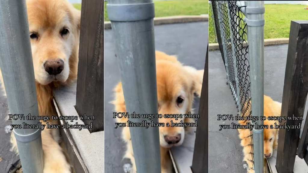 If This Golden Retriever Wants To Escape, a Backyard Can’t Change That