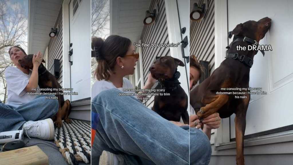 Big Dog Needs to Be Held & Kissed During Nail Trimming