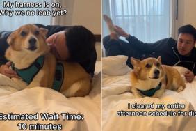 Video: Dog Appears Confused Why His Walk Is Delayed Despite Wearing a Harness