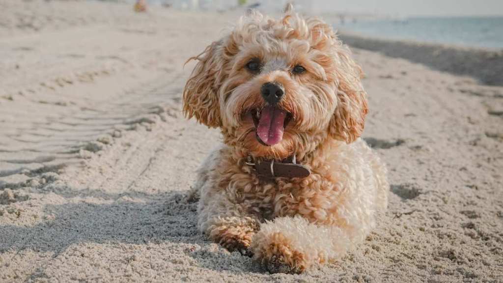 Daring Chopper Rescue Saves Dog Stuck in Frigid Waters