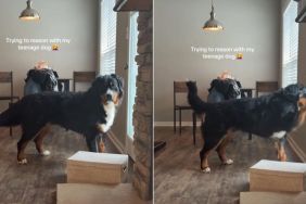 Teenage Dog Proves Mom’s Point Why Reasoning With Him Is off the Table