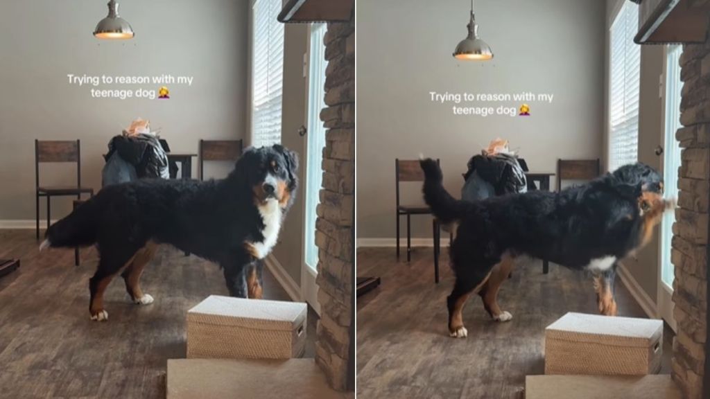 Teenage Dog Proves Mom’s Point Why Reasoning With Him Is off the Table