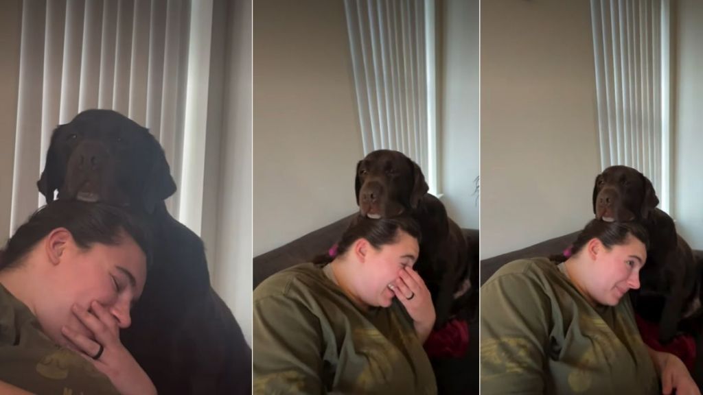 This Dog Uses His Owner's Head As a Surface to Rest on
