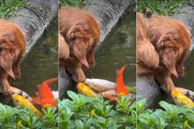 Video of Golden Retriever Hanging By the Fish Pond Will Brighten Your Feed