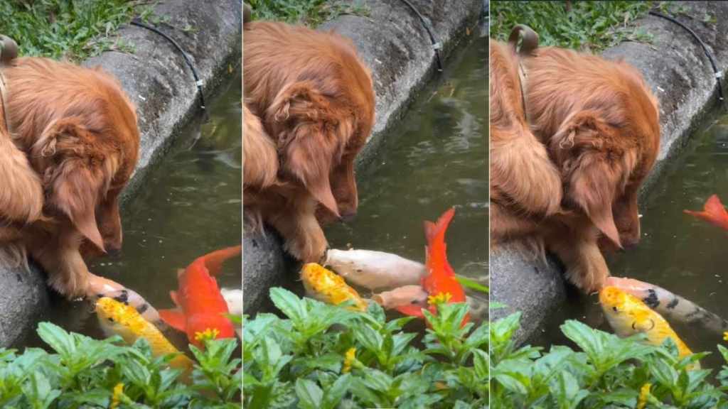 Video of Golden Retriever Hanging By the Fish Pond Will Brighten Your Feed