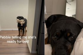 Rottweiler Has a Unique Way of Signaling She's Ready for Bed