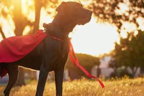 ‘Hero’ Dog Hangs up His Working Boots After Rescuing Over 100 Koalas