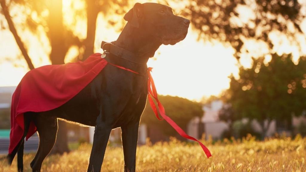 ‘Hero’ Dog Hangs up His Working Boots After Rescuing Over 100 Koalas