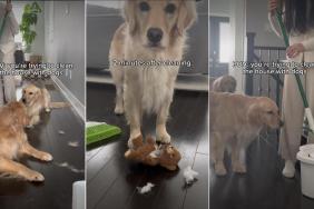 Video: Owner Shows What Cleaning House With Dogs Looks Like