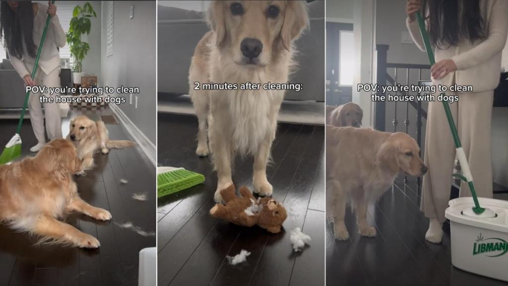 Video: Owner Shows What Cleaning House With Dogs Looks Like
