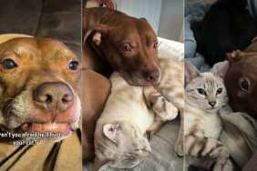 Pit Bull & Cat Do Their Own Thing—Together
