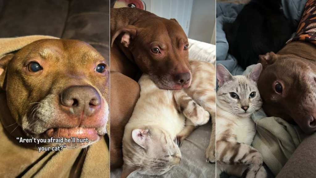 Pit Bull & Cat Do Their Own Thing—Together