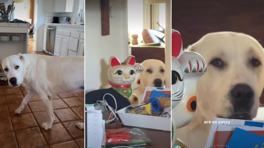 Video: Dog Demands Fair Play for Both Her & Her Sister