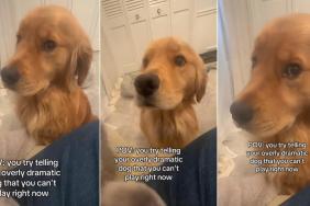 Golden Retriever Puts on a Dramatic Show for Playtime While Mom Works