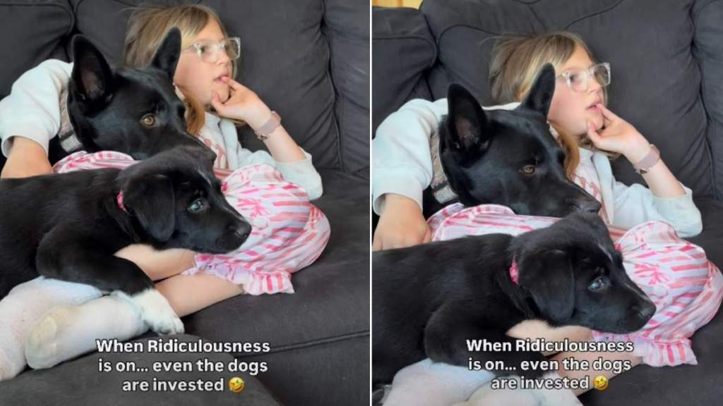 Dog & Puppy Are Fully Invested in What’s on TV