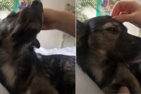 Video: Rescue Dog Needs Lot of Attention After Waking Up