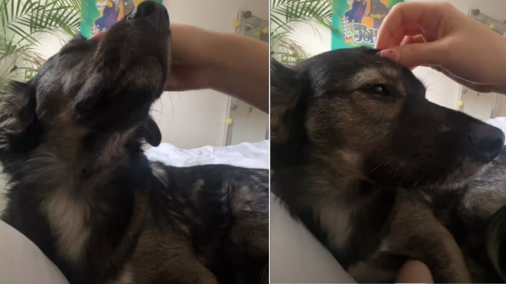 Video: Rescue Dog Needs Lot of Attention After Waking Up